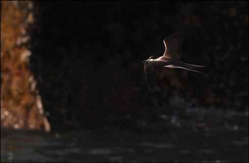 褐翅燕鸥