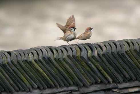 同在屋檐下的一对麻雀其乐融融