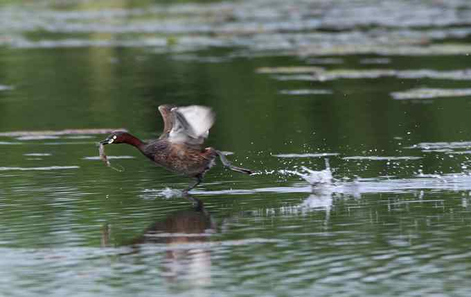 菜鸟，全是菜鸟