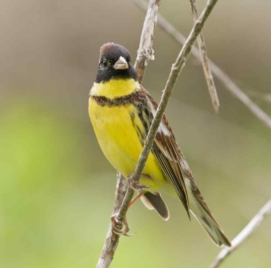 禾花雀的生态价值