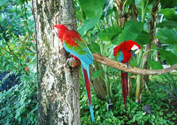 漂亮的野生鹦鹉