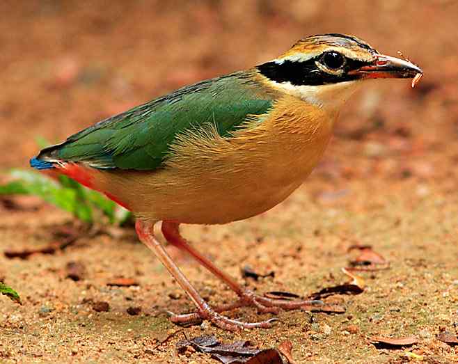 三种八色鸫：蓝翅八色鸫、蓝八色鸫、仙八色鸫