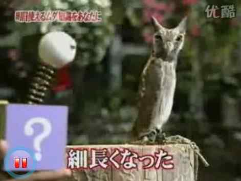 日本娱乐节目 吓唬猫头鹰