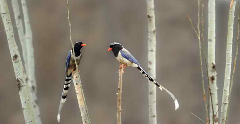 伯劳先生《邢台野生鸟类漫谈》