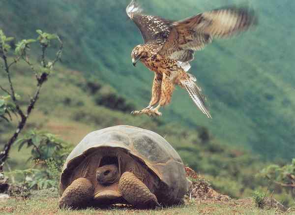 这次下手的目标是不是太大了