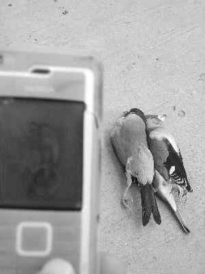 蜡嘴雀只求同死 爱情可泣