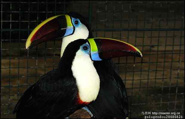 福州国家森林公园的珍稀禽兽