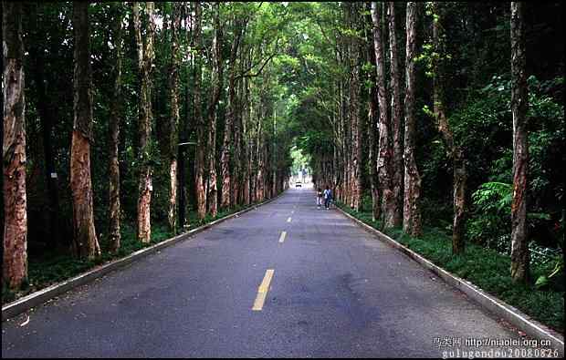 福州国家森林公园的珍稀禽兽