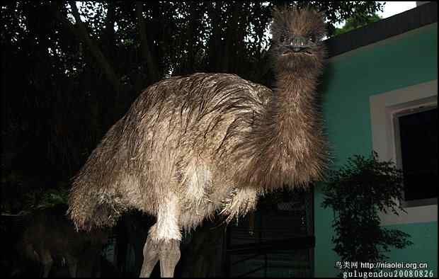 福州国家森林公园的珍稀禽兽