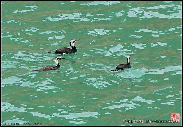 【加贝先生原创摄影】 渔鹰来到通天河(16p)
