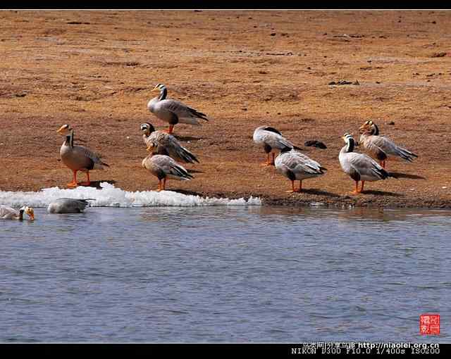 青海隆宝滩是珍禽的天堂