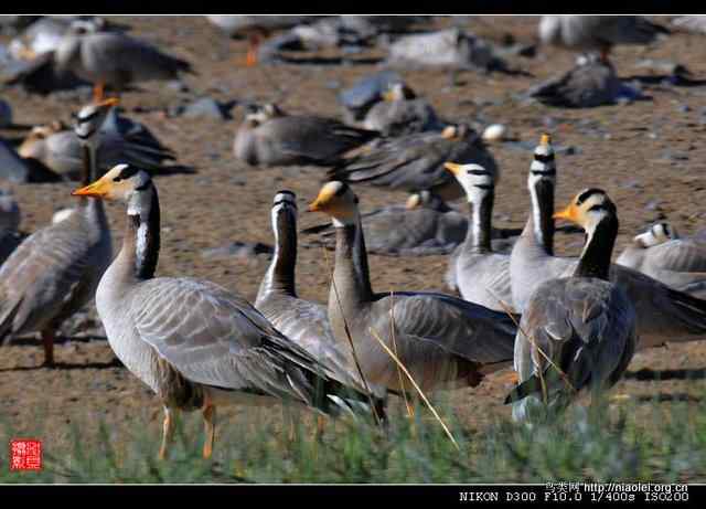 青海湖鸟岛上的斑头雁(6p) 