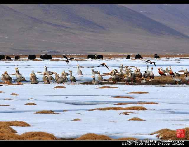 青海隆宝滩是珍禽的天堂