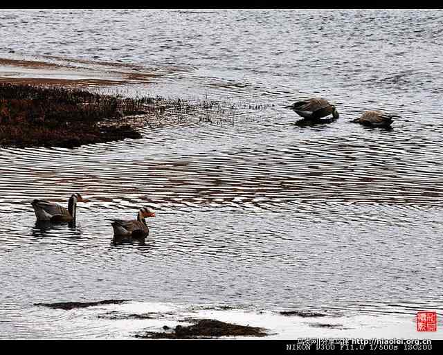 青海隆宝滩是珍禽的天堂