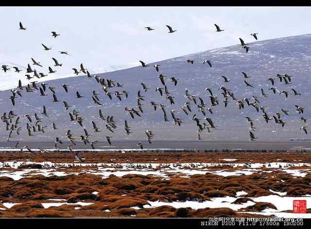青海隆宝滩是珍禽的天堂