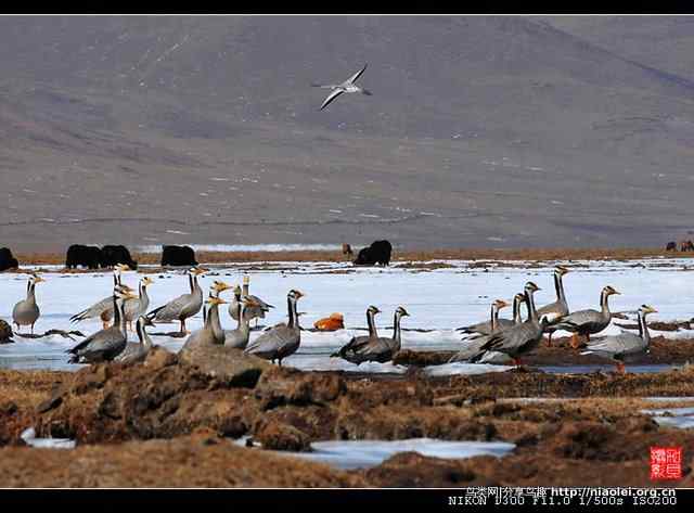 青海隆宝滩是珍禽的天堂