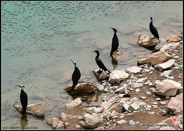 【加贝先生原创摄影】 渔鹰来到通天河(16p)