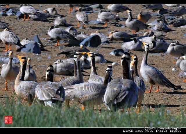 青海湖鸟岛上的斑头雁(6p) 