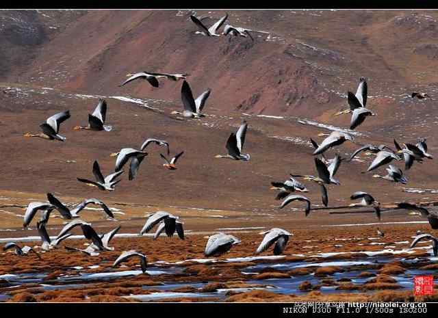 青海隆宝滩是珍禽的天堂