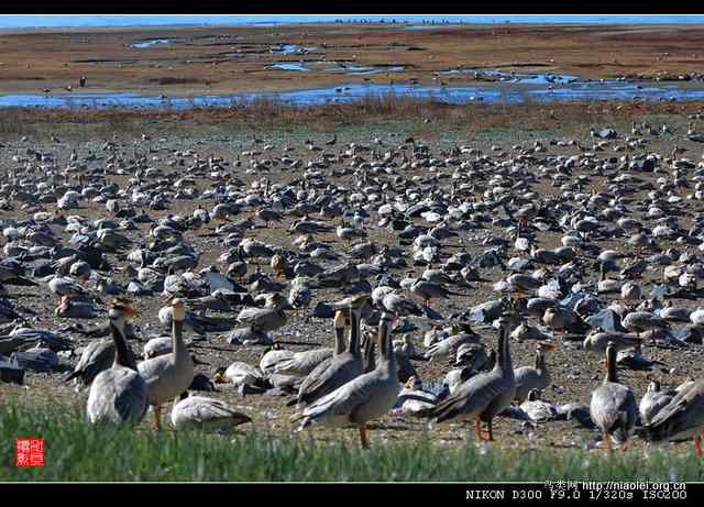青海湖鸟岛上的斑头雁(6p) 