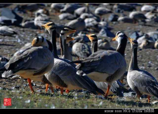 青海湖鸟岛上的斑头雁(6p) 