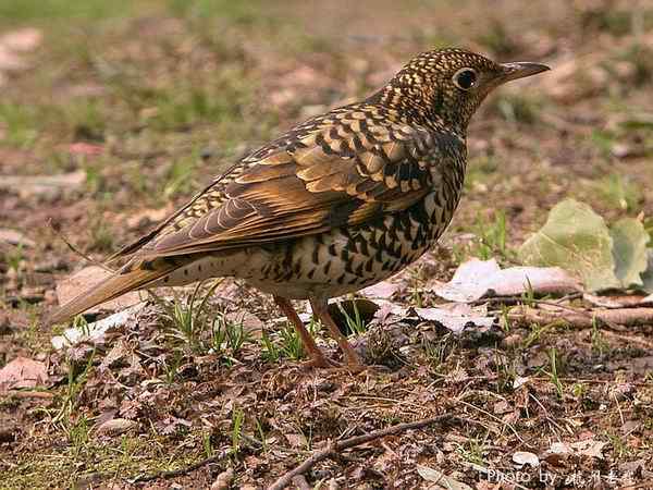 虎斑地鸫叫声下载