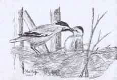 白尾地鸦——中国的特有物种保护手册