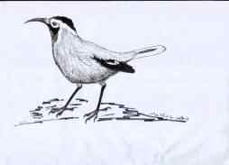 白尾地鸦——中国的特有物种保护手册