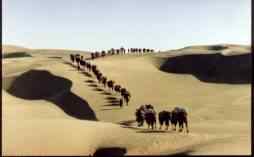 白尾地鸦——中国的特有物种保护手册