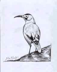 白尾地鸦——中国的特有物种保护手册