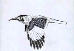 白尾地鸦——中国的特有物种保护手册