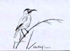 白尾地鸦——中国的特有物种保护手册