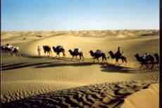 白尾地鸦——中国的特有物种保护手册