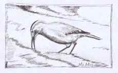 白尾地鸦——中国的特有物种保护手册