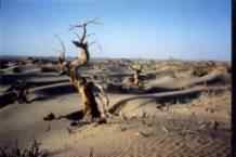 白尾地鸦——中国的特有物种保护手册