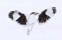 白尾地鸦——中国的特有物种保护手册