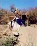 白尾地鸦——中国的特有物种保护手册