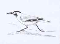 白尾地鸦——中国的特有物种保护手册