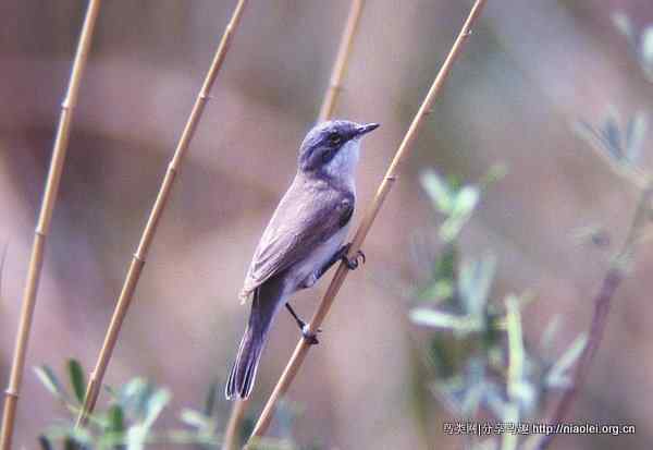 【莺科鸟类】白喉林莺 Lesser Whitethroat