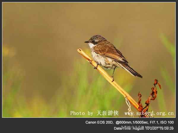 【莺科鸟类】白喉林莺 Lesser Whitethroat