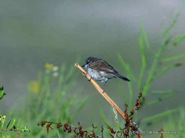 【莺科鸟类】白喉林莺 Lesser Whitethroat