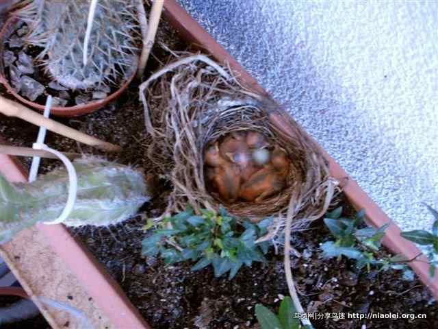 家有乌鸫添家口