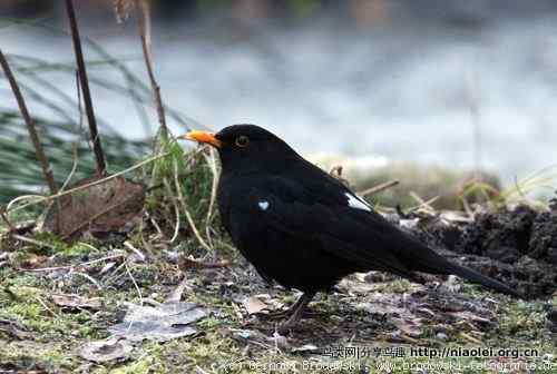 家有乌鸫添家口