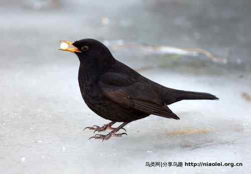 家有乌鸫添家口