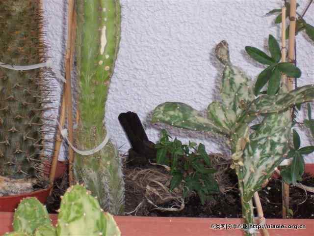 家有乌鸫添家口