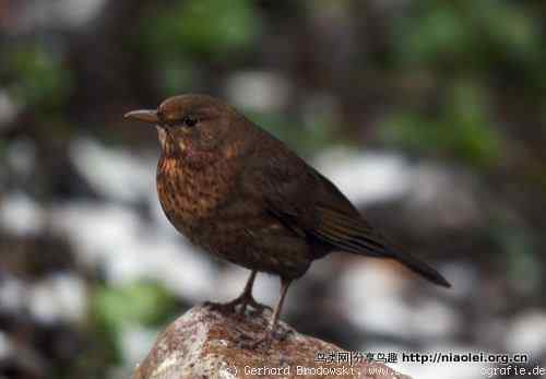 家有乌鸫添家口