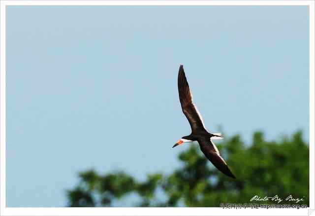 下喙捕鱼的水鸟 黑剪嘴鸥Black Skimmer