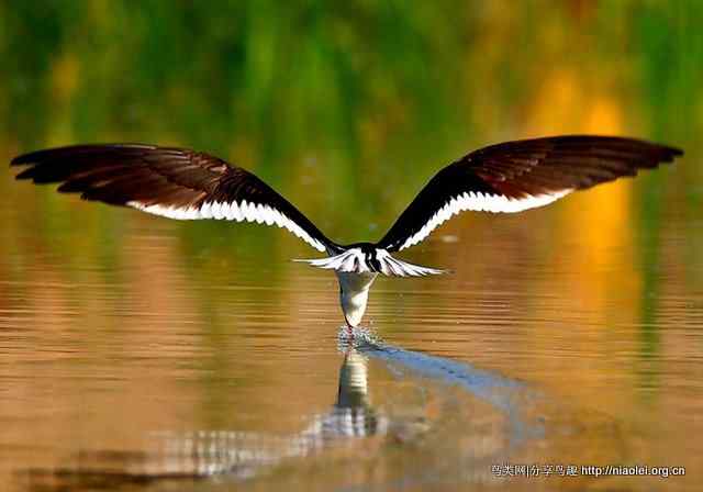 下喙捕鱼的水鸟 黑剪嘴鸥Black Skimmer