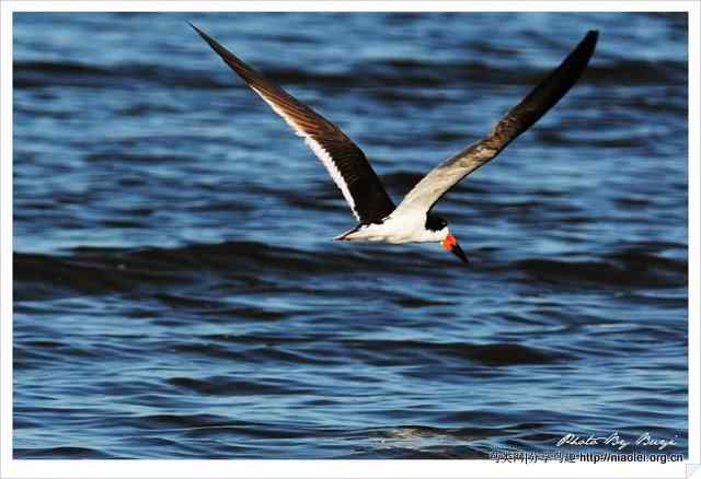 下喙捕鱼的水鸟 黑剪嘴鸥Black Skimmer