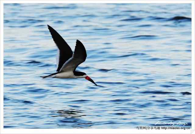 下喙捕鱼的水鸟 黑剪嘴鸥Black Skimmer